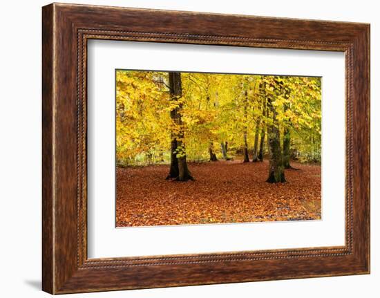 Beech trees in autumn woodland, Upper Bavaria, Germany-Konrad Wothe-Framed Photographic Print