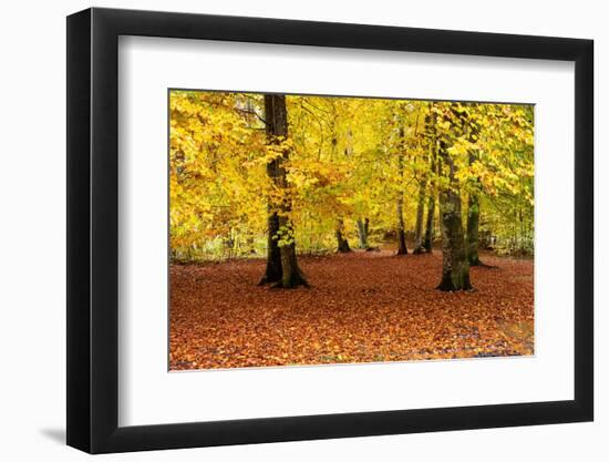 Beech trees in autumn woodland, Upper Bavaria, Germany-Konrad Wothe-Framed Photographic Print