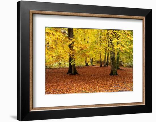 Beech trees in autumn woodland, Upper Bavaria, Germany-Konrad Wothe-Framed Photographic Print