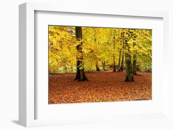 Beech trees in autumn woodland, Upper Bavaria, Germany-Konrad Wothe-Framed Photographic Print