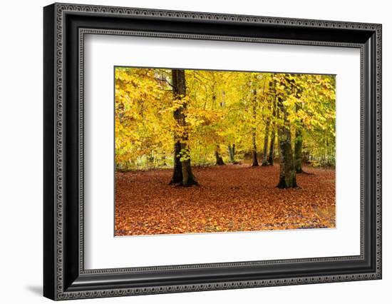 Beech trees in autumn woodland, Upper Bavaria, Germany-Konrad Wothe-Framed Photographic Print