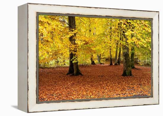 Beech trees in autumn woodland, Upper Bavaria, Germany-Konrad Wothe-Framed Premier Image Canvas