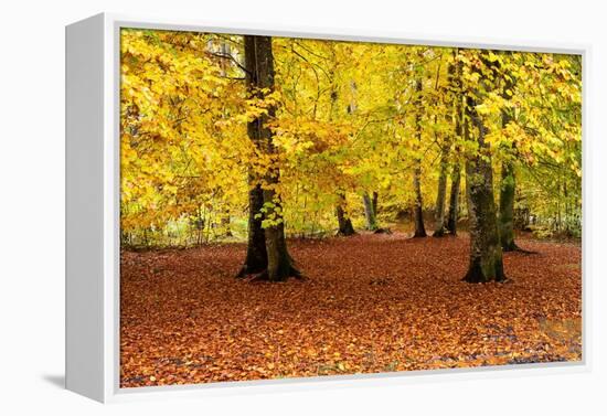 Beech trees in autumn woodland, Upper Bavaria, Germany-Konrad Wothe-Framed Premier Image Canvas