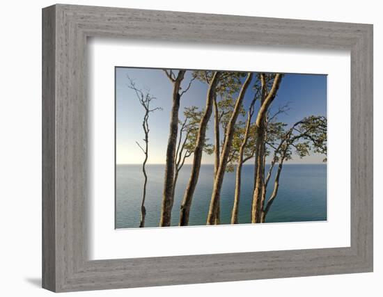Beech Trees on Cliffs, Log Slide Overlooking Lake Superior, Pictured Rocks National Lakeshore-Judith Zimmerman-Framed Photographic Print