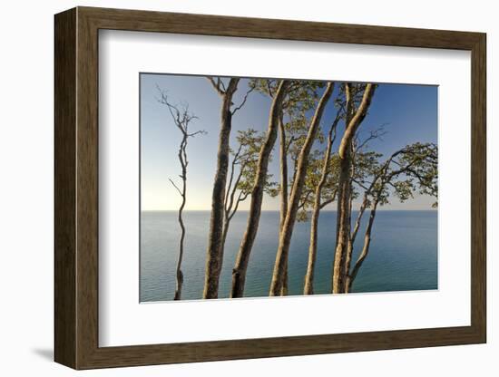 Beech Trees on Cliffs, Log Slide Overlooking Lake Superior, Pictured Rocks National Lakeshore-Judith Zimmerman-Framed Photographic Print