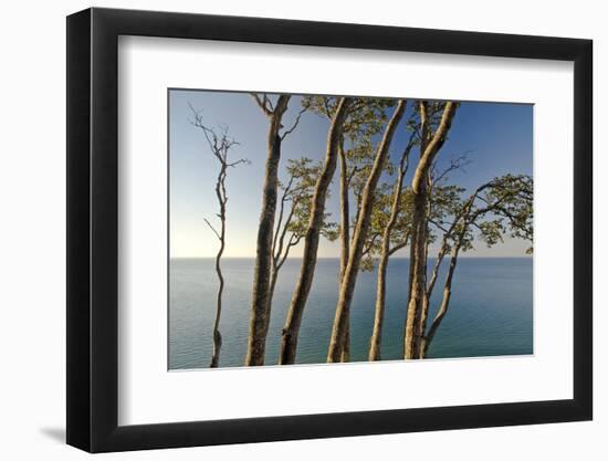 Beech Trees on Cliffs, Log Slide Overlooking Lake Superior, Pictured Rocks National Lakeshore-Judith Zimmerman-Framed Photographic Print