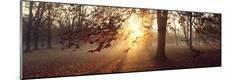 Photographic Print