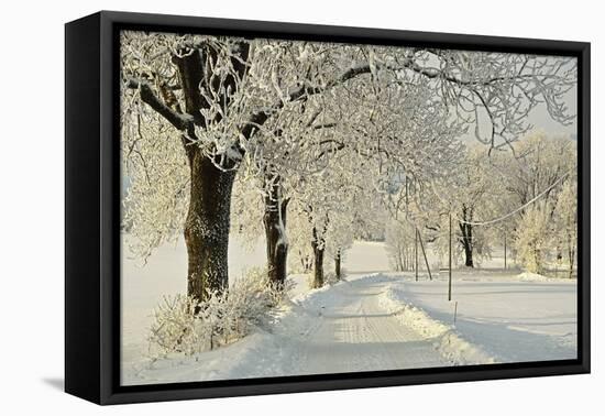 Beech Trees with Hoar Frost-Jochen Schlenker-Framed Premier Image Canvas