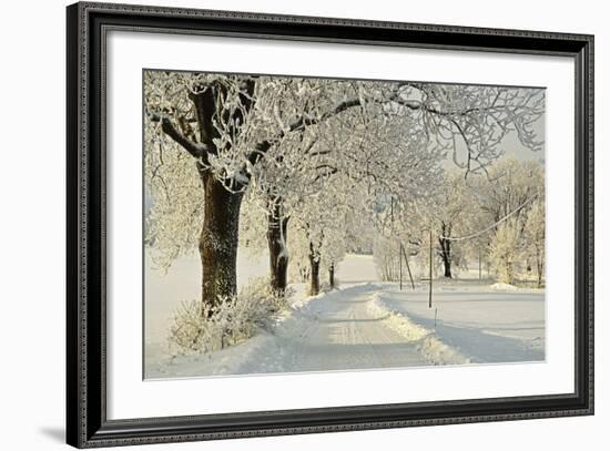 Beech Trees with Hoar Frost-Jochen Schlenker-Framed Photographic Print