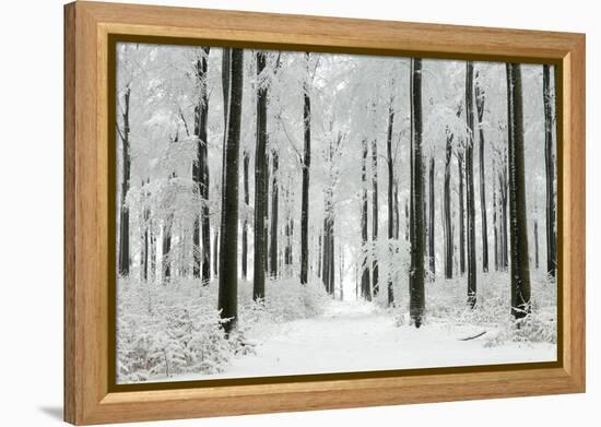 Beech Trees Woodland Covered in Winter Snow-null-Framed Premier Image Canvas