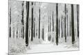 Photographic Print