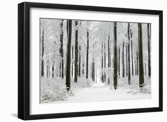 Beech Trees Woodland Covered in Winter Snow-null-Framed Photographic Print