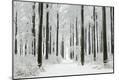 Photographic Print