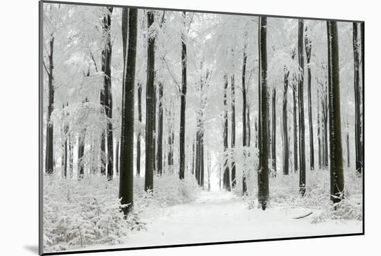 Beech Trees Woodland Covered in Winter Snow-null-Mounted Photographic Print