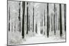 Beech Trees Woodland Covered in Winter Snow-null-Mounted Photographic Print