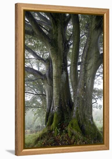 Beech Trees-Dr^ Keith-Framed Premier Image Canvas