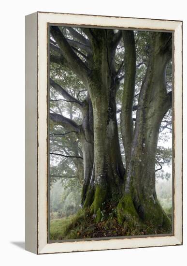 Beech Trees-Dr^ Keith-Framed Premier Image Canvas