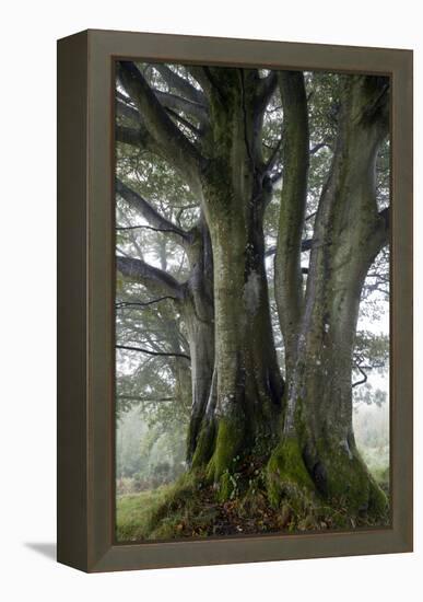 Beech Trees-Dr^ Keith-Framed Premier Image Canvas