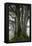 Beech Trees-Dr^ Keith-Framed Premier Image Canvas