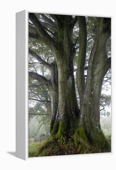 Beech Trees-Dr^ Keith-Framed Premier Image Canvas