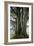 Beech Trees-Dr^ Keith-Framed Photographic Print