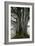 Beech Trees-Dr^ Keith-Framed Photographic Print