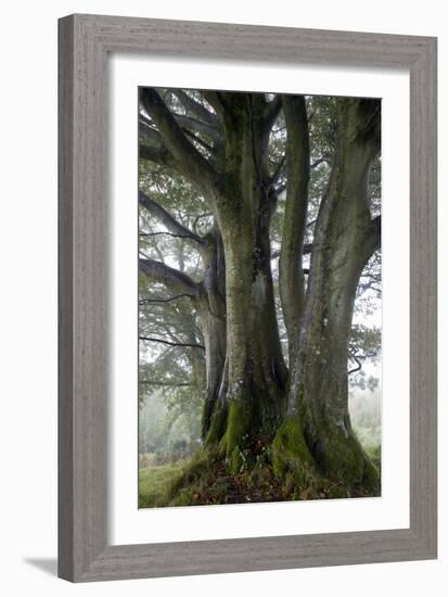 Beech Trees-Dr^ Keith-Framed Photographic Print