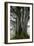 Beech Trees-Dr^ Keith-Framed Photographic Print