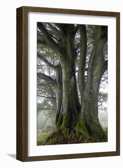 Beech Trees-Dr^ Keith-Framed Photographic Print