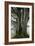 Beech Trees-Dr^ Keith-Framed Photographic Print