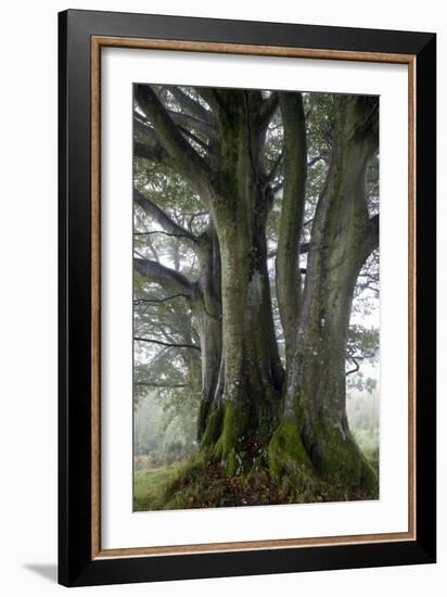 Beech Trees-Dr^ Keith-Framed Photographic Print