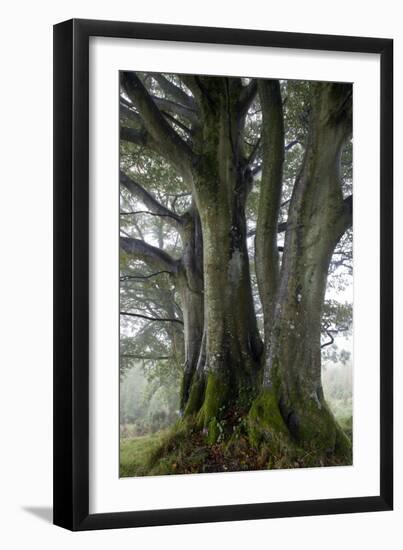 Beech Trees-Dr^ Keith-Framed Photographic Print