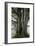 Beech Trees-Dr^ Keith-Framed Photographic Print