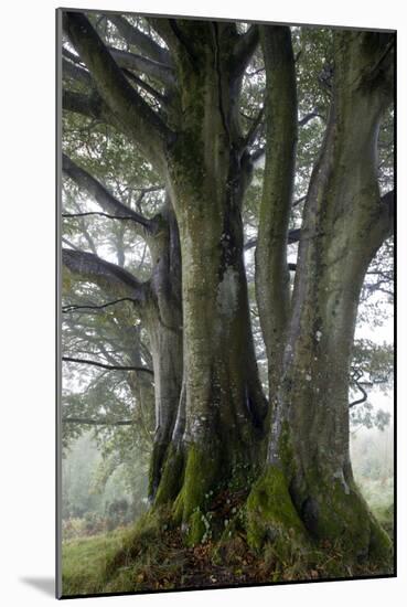 Beech Trees-Dr^ Keith-Mounted Photographic Print