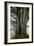 Beech Trees-Dr^ Keith-Framed Photographic Print