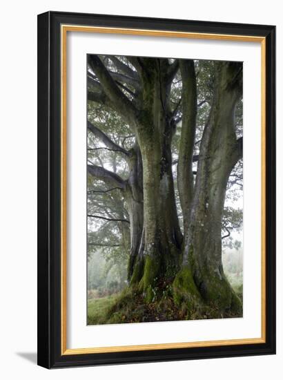 Beech Trees-Dr^ Keith-Framed Photographic Print