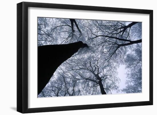 Beech Trees-null-Framed Photographic Print