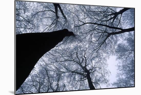 Beech Trees-null-Mounted Photographic Print