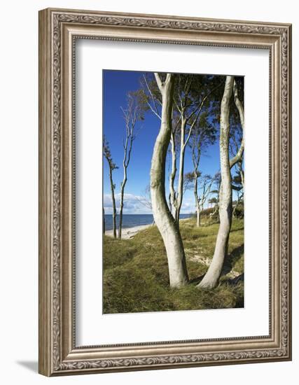 Beech Trunks on the Western Beach of Darss Peninsula-Uwe Steffens-Framed Photographic Print