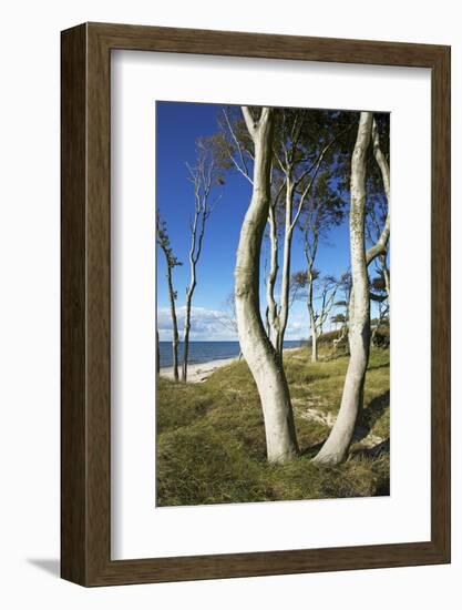 Beech Trunks on the Western Beach of Darss Peninsula-Uwe Steffens-Framed Photographic Print