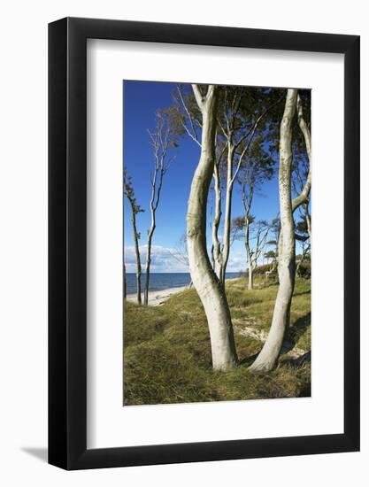 Beech Trunks on the Western Beach of Darss Peninsula-Uwe Steffens-Framed Photographic Print