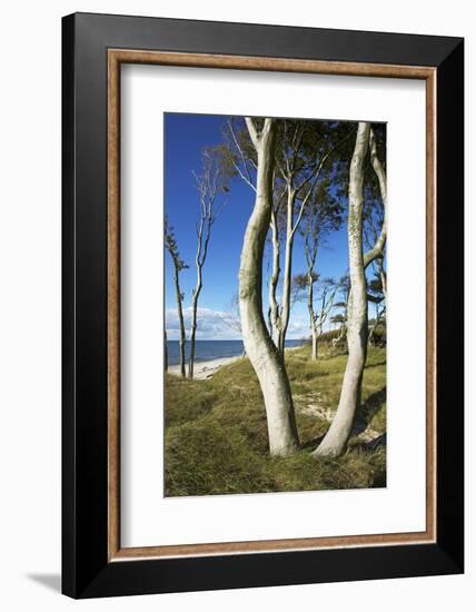 Beech Trunks on the Western Beach of Darss Peninsula-Uwe Steffens-Framed Photographic Print