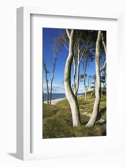 Beech Trunks on the Western Beach of Darss Peninsula-Uwe Steffens-Framed Photographic Print