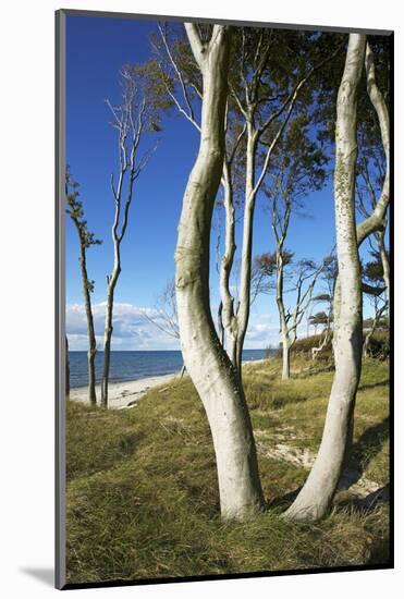 Beech Trunks on the Western Beach of Darss Peninsula-Uwe Steffens-Mounted Photographic Print