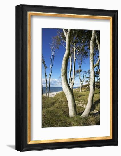 Beech Trunks on the Western Beach of Darss Peninsula-Uwe Steffens-Framed Photographic Print