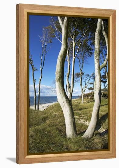 Beech Trunks on the Western Beach of Darss Peninsula-Uwe Steffens-Framed Premier Image Canvas