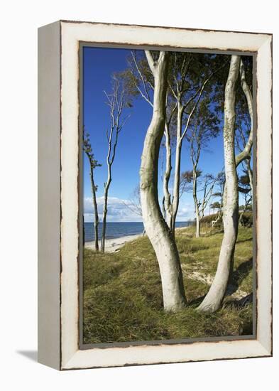 Beech Trunks on the Western Beach of Darss Peninsula-Uwe Steffens-Framed Premier Image Canvas