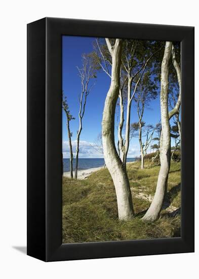 Beech Trunks on the Western Beach of Darss Peninsula-Uwe Steffens-Framed Premier Image Canvas