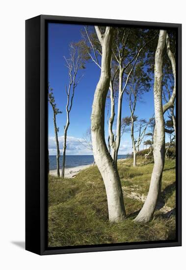 Beech Trunks on the Western Beach of Darss Peninsula-Uwe Steffens-Framed Premier Image Canvas