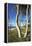 Beech Trunks on the Western Beach of Darss Peninsula-Uwe Steffens-Framed Premier Image Canvas